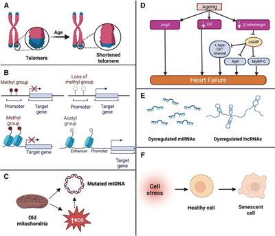 Role of noncoding RNAs in cardiac ageing